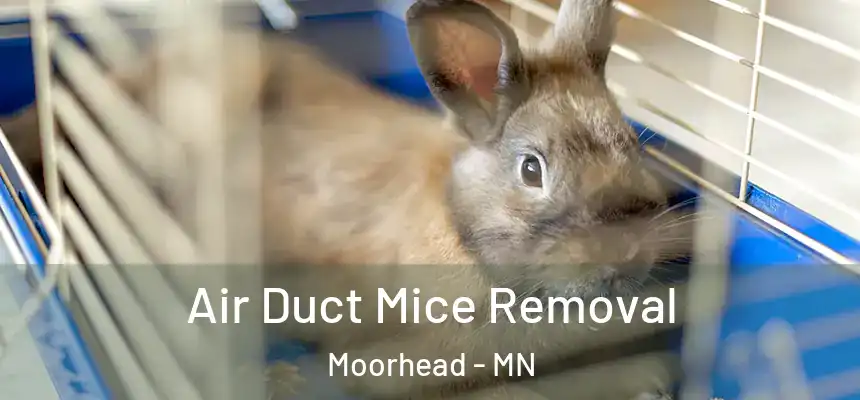  Air Duct Mice Removal Moorhead - MN